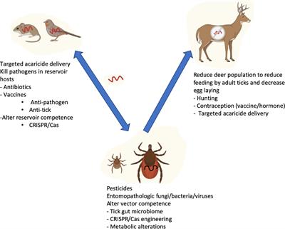 Controlling Lyme Disease: New Paradigms for Targeting the Tick-Pathogen-Reservoir Axis on the Horizon